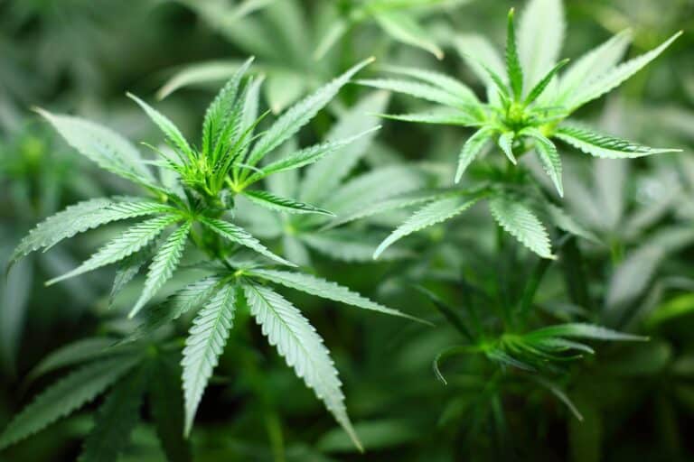 The shaky evidence for medical cannabis