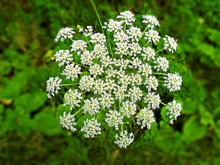 Hemlock is not a big threat to school children – crumbling pavements and busy roads are