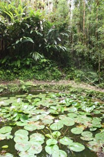 a pond with lily pads growing on it and surrounded by green plants. 