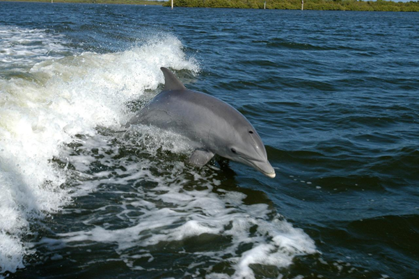 A bottlenose dolphin rising out of the sea