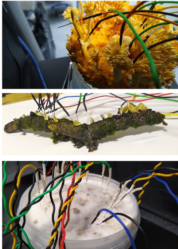 Various fungal bodies with electrodes inserted 