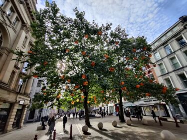 Trees with pumpkins hanging in them