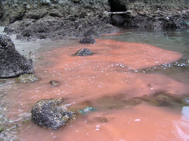 A red algal bloom in rocky water

Source: https://www.flickr.com/photos/marufish/2670193377/