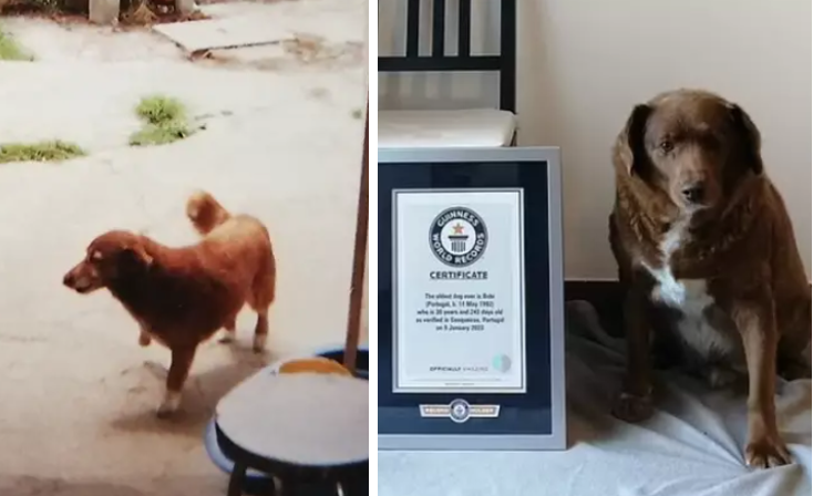 The image on the left is "Bobi" in 1999, allegedly aged seven; on the right, "Bobi" receiving the Guinness World Record, allegedly aged 31. Note the white paws in the first image, and brown paws in the second. 

(Photo credit: Guinness World Records, reprinted here under fair dealing, for purposes of analysis)
(Photo credit: Guiness World Records, reprinted here under fair use for analysis"