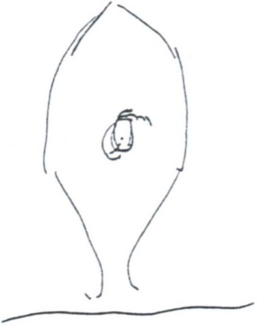 A line drawing of a shape like a flower bud with a scribble in the centre, above a wobbly line. Drawn by a driver who was travelling eastwards on the Eyre Highway, who was forced into evasive action due to seeing a bright light that 'jumped about a bit' and that was shaped like 'an egg in an eggcup and about 1 metre wide'