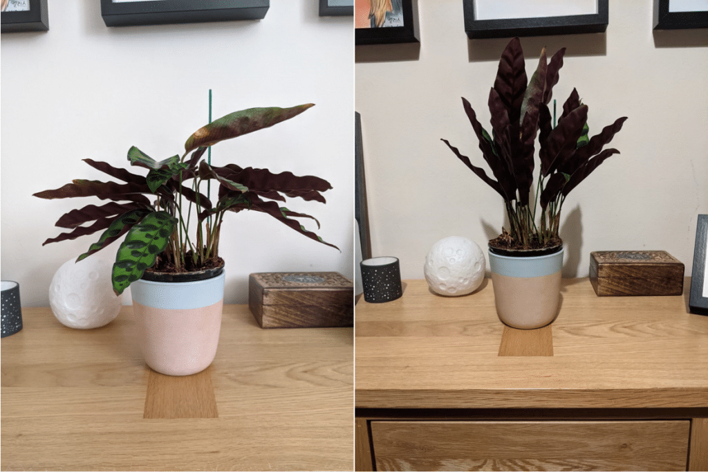 Two side-by-side images of a Calathea lancifolia plant. On the left, in the day, the leaves are almost horizontal, radiating out from the centre of the plant. On the right, at night, they have bunched up and most are pointing more vertically upwards.

Source: Alice Howarth