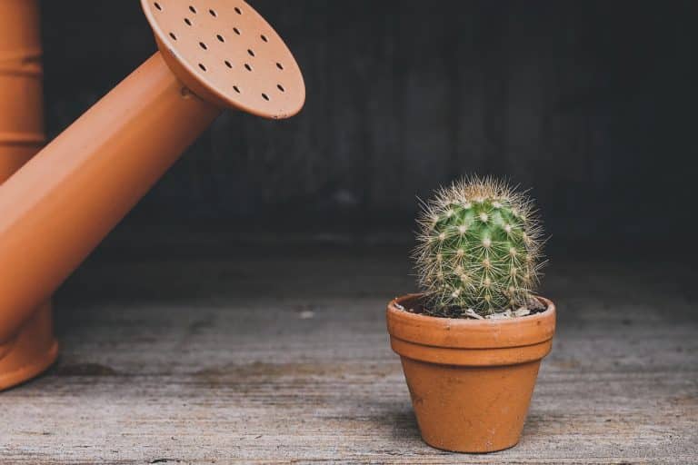 Five persistent myths about caring for houseplants, and why they’re wrong