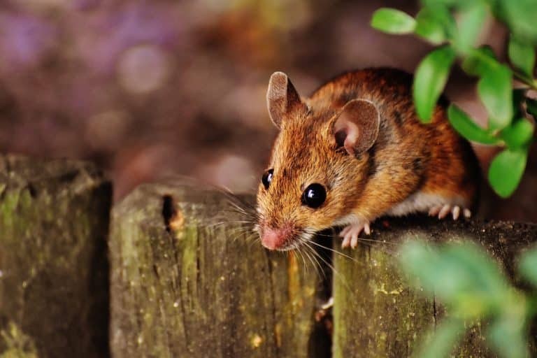The case of the Welsh Tidy Mouse: incredibly unlikely explanations are sometimes correct