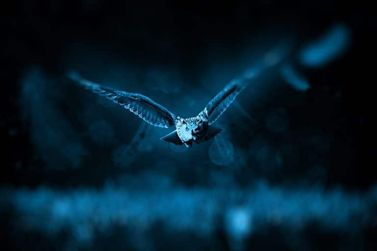 The Kentucky Alien Invasion: putting to bed the myths and mysteries