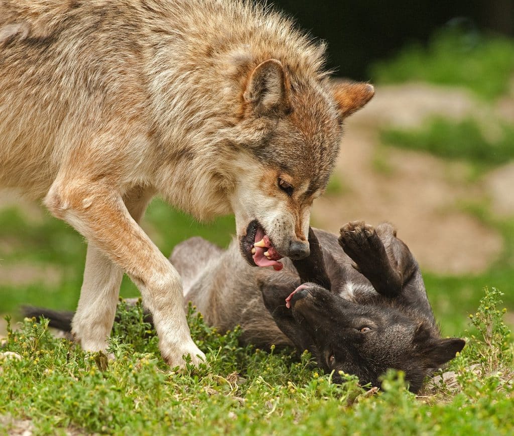A lightly-coloured wolf stands over a wolf that's rolled on its back on the grass and snarls at it. The second wolf is darker in colour and is raising its front legs submissively.