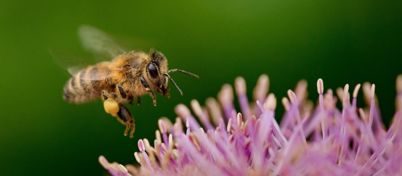 Did we really discover pain in insects? Maybe... but we can't be sure they feel it like we do - Vimarsana News