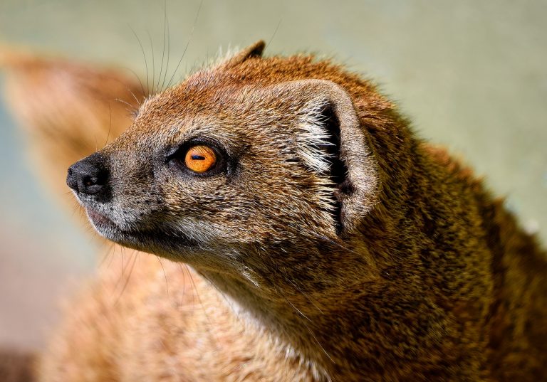 The strange and deeply unlikely tale of Gef the talking mongoose