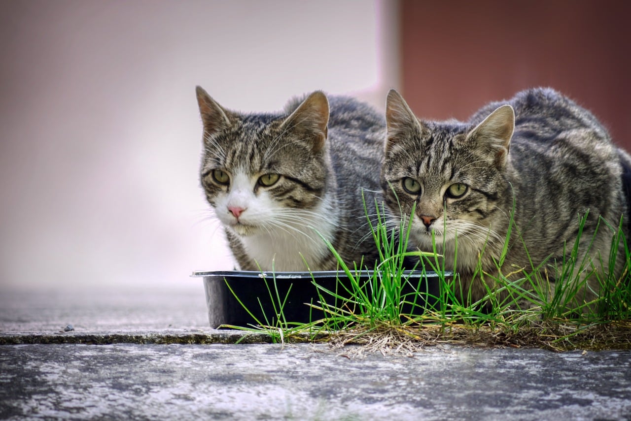 Don't worry, your pet food brand probably isn't filled with disease-causing sawdust - Vimarsana News