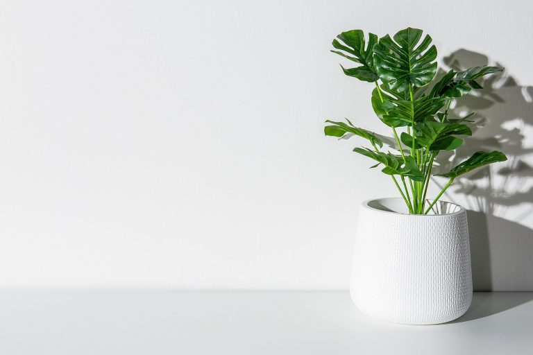 Hotels and houseplants: why we should doubt Ellen Langer’s mind-over-matter miracles