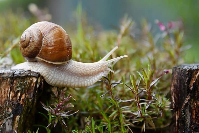From the archives: Jacques Benoit’s (failed) experiments with telepathic snails