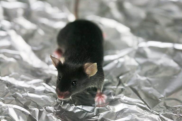 Overly simplistic headlines muddy the water around placebo effects and mislead the public