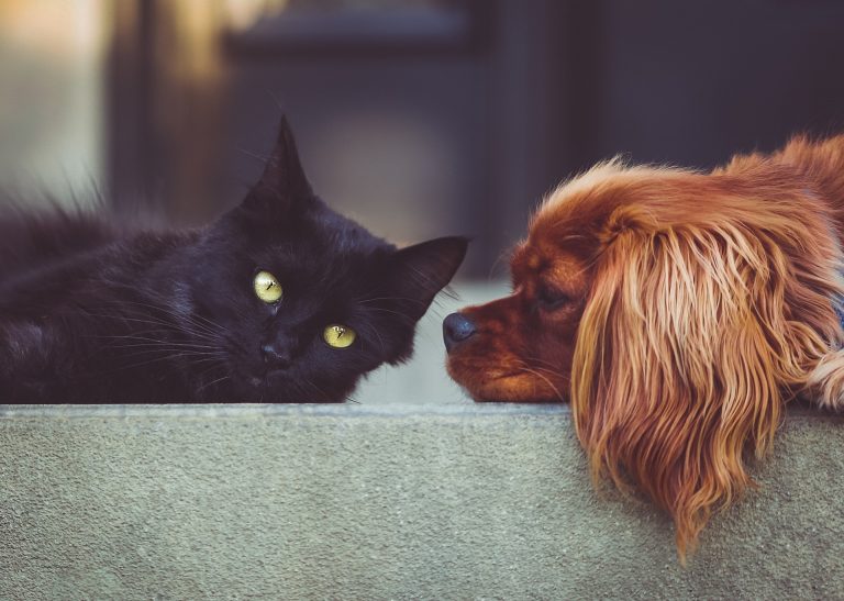 Trump’s lies aside, what is the basis for our revulsion at the idea of eating cats and dogs?