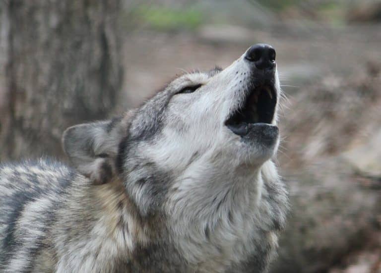 The “child identifies as wolf” story was only ever about bullying, not ‘species confusion’