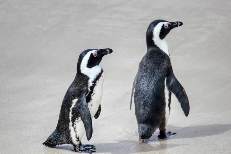 Animals, acupuncture and alt-med: the Brazilian penguin being subjected to Enya