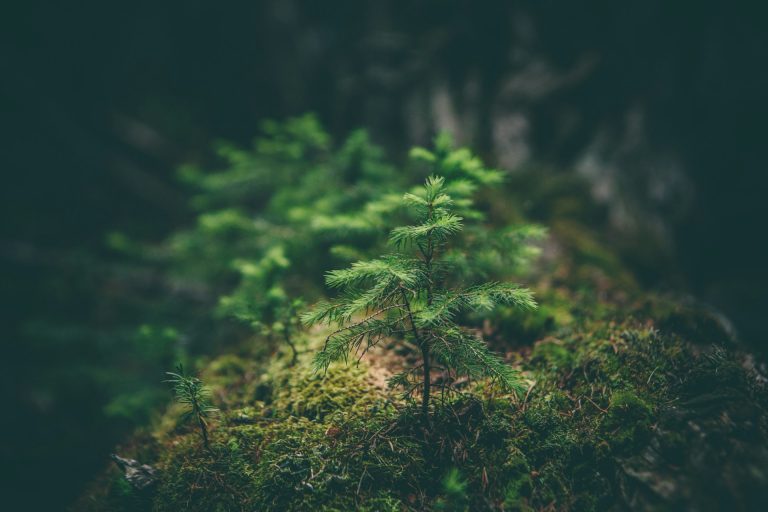 Rawson’s “Human/Nature” challenges mainstream ideas about conservation