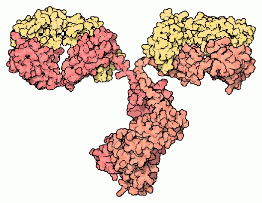 A yellow, red and orange space-filled representation of the molecular structure of an antibody, in a typical Y-shape.