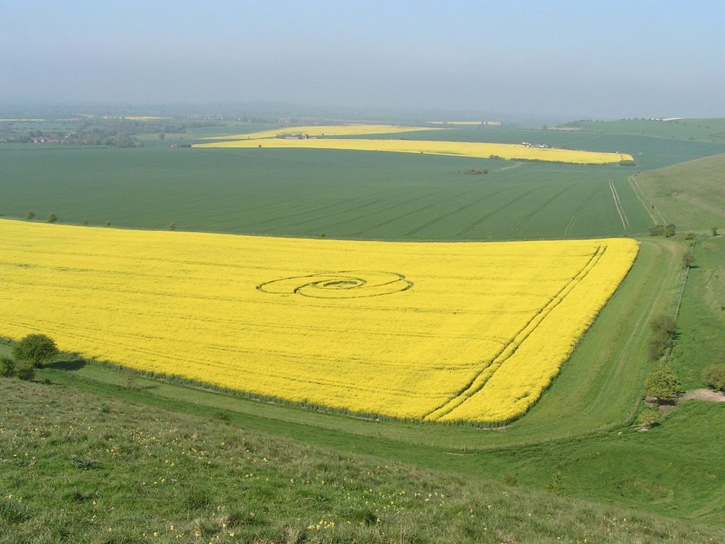 Aerial photo, at an approaching angle, of a relatively simple crop circle in yellow flowering oilseed rape (or canola) in Wiltshire, England. Other yellow fields among the green are dotted across the landscape in the distance. The blue sky is hazy.