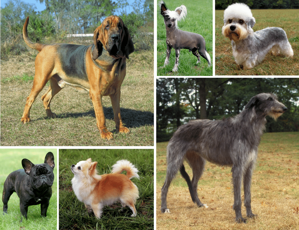 Six photos of dogs standing on grass, tiled together, showing the morphological variation of dog breeds. Clockwise from the left: the Bloodhound, the Chinese-crested, the Dandie Dinmont terrier, the Scottish deerhound, the long-haired Chihuahua, and the French bulldog.