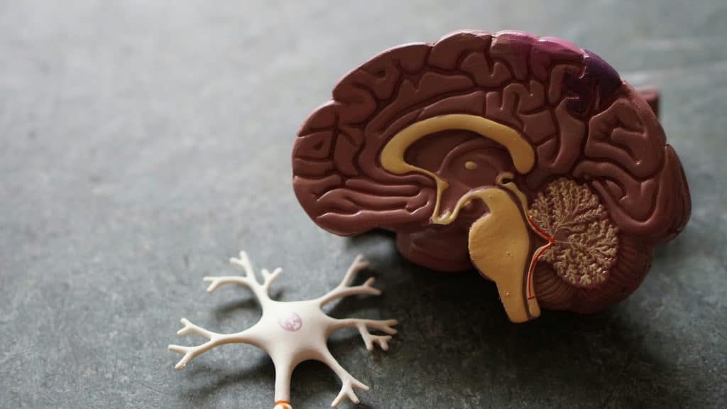 Two plastic anatomical models on a grey surface; a brain in cross section front to back, with areas coloured in maroon and yellow, and a large white nerve cell beside it