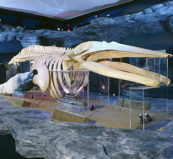 A humpback whale skeleton in the National Museum Cardiff, with a reconstructed pectoral fin.
