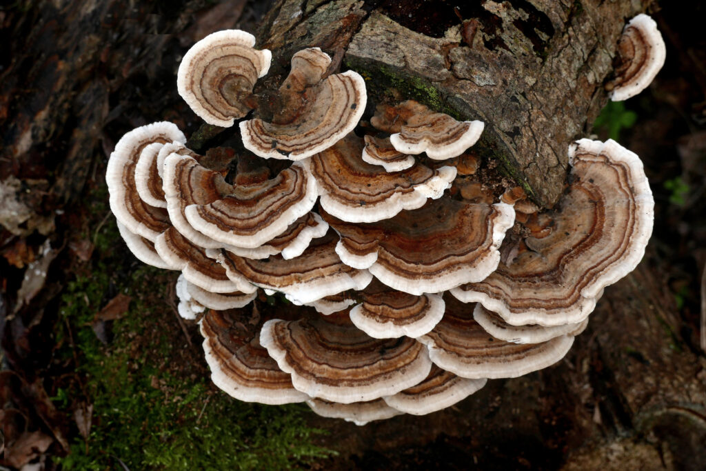 Turkey tail fungus fruiting bodies (mushrooms) on a tree log. The mushrooms have white rims and a variety of brown rings moving inward towards where they emerge from the tree