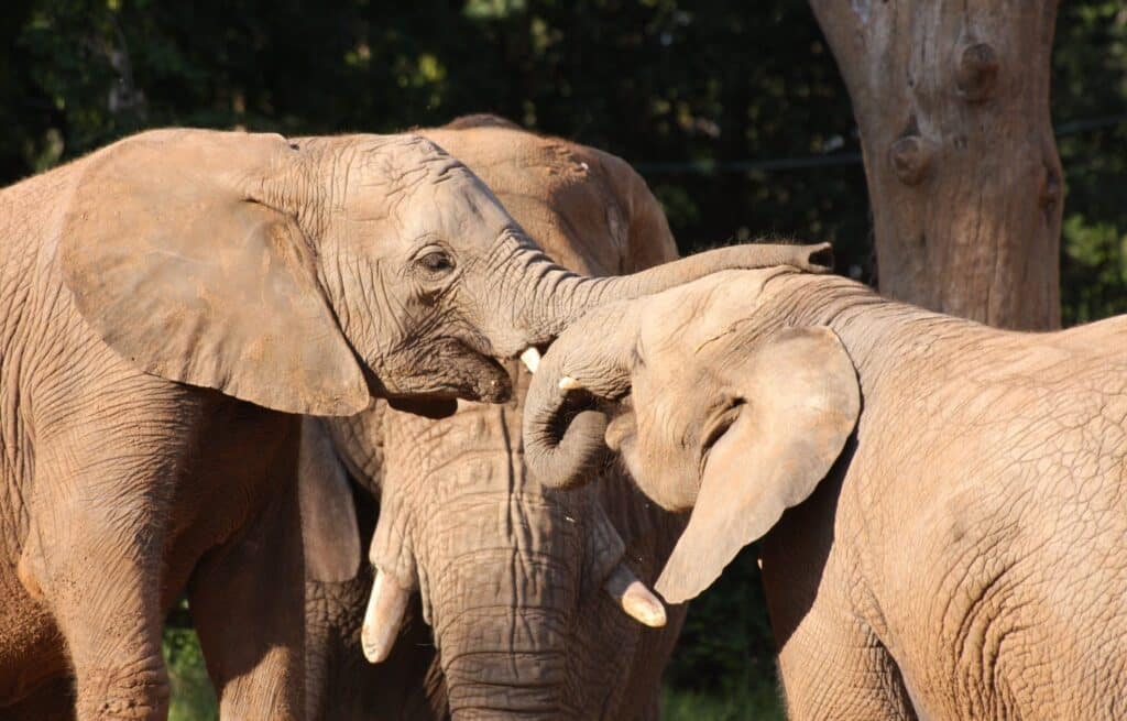 In a herd of elephants, a young one rests its trunk on the head of a younger one standing in front of it, which is eating, and an adult watches from the background