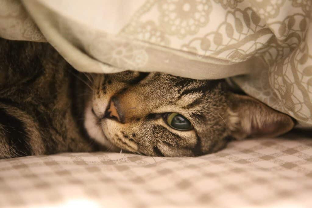 A tabby cat lying on its side on a checkered bedsheet with a duvet on top of it. We can see its left eye and ear, its nose and its mouth.