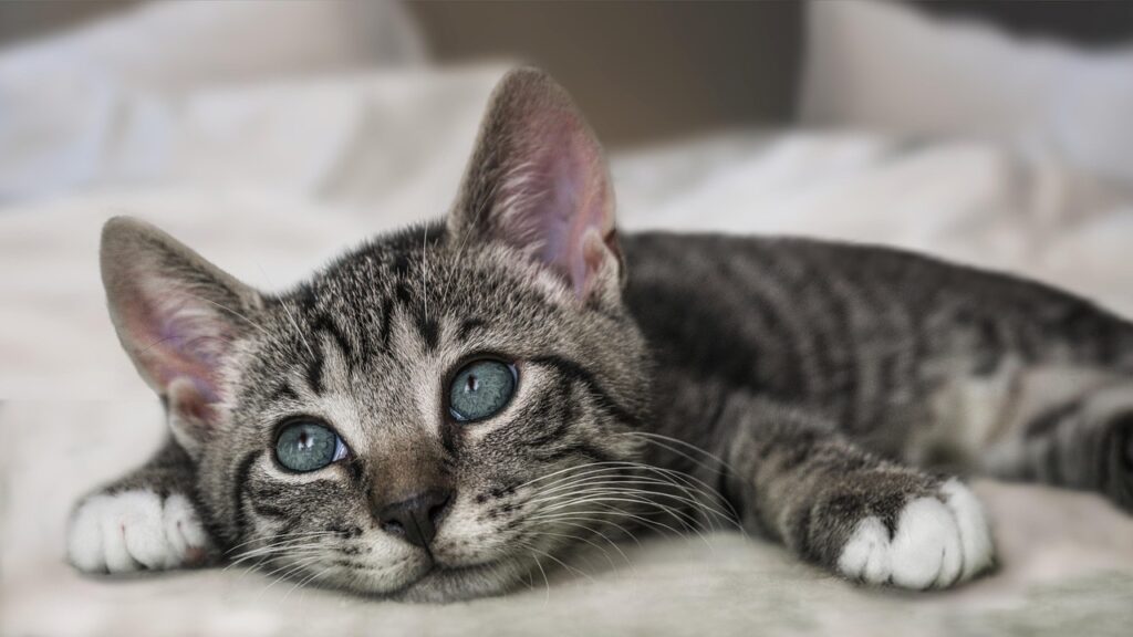 A grey tabby kitten with blue eyes lies on a bed, looking up towards the ceiling. Its oversized ears are pointing straight up and it has white 'toe socks'.
