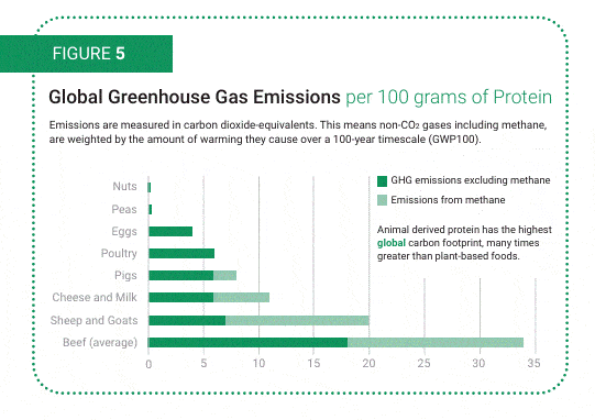 A bar chart titled "Global Greenhouse Gas Emissions per 100 grams of Protein" and comparing the emissions for several different foods – Nuts, Peas, Eggs, Poultry, Cheese and Milk, Sheep and Goats, and Beef.
A label explains "Emissions are measured in carbon dioxide-equivalents. This means non-CO2 gases including methand, are weighted by the amount of warming they cause over a 100-year timescale".
The emissions are on a scale from 0 to 35 but which lacks units.
Nuts and Peas have very small bars, well under 1.
Eggs has a bar which reaches about 4.
Poultry has a bar which reaches about 6.
Pigs has a bar reaching about 6 excluding methane emissions, and about 8 when methane emissions are included.
Cheese and Milk has a bar reaching about 6 excluding methane emissions, and about 11 when methane emissions are included.
Sheep and Goats has a bar reaching about 7 excluding methane emissions, and 20 when methane emissions are included.
Beef has a bar reaching about 18 excluding methane emissions, and about 34 when methane emissions are included.