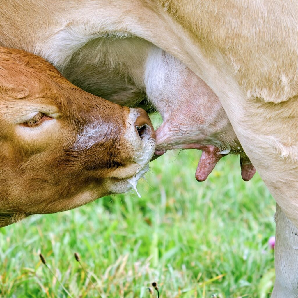 A brown calf drinks milk from a cow's udder teat, it has some milk on its hose and dripping from its mouth. They're both outside in a short-grass field.