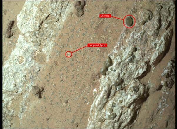 An annotated photograph of the surface of a rock, parts of which appear pale grey with lumpy darker nodules, and parts of which appear browner and more sandy with pale grey flecks.
A dark nodule has been ringed and labelled "Olivine". A grey fleck has been ringed and labelled "Leopard spot".