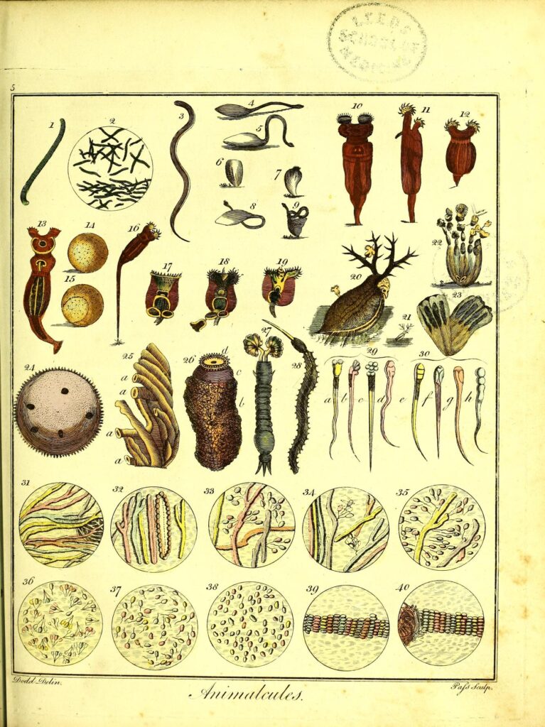 A photograph of an illustrated plate from an old book. The plate is titled "Animalcules", and shows many careful hand-drawn and coloured illustrations of small invertebrate organisms, bacteria, sperm cells, and what might be grains of pollen.