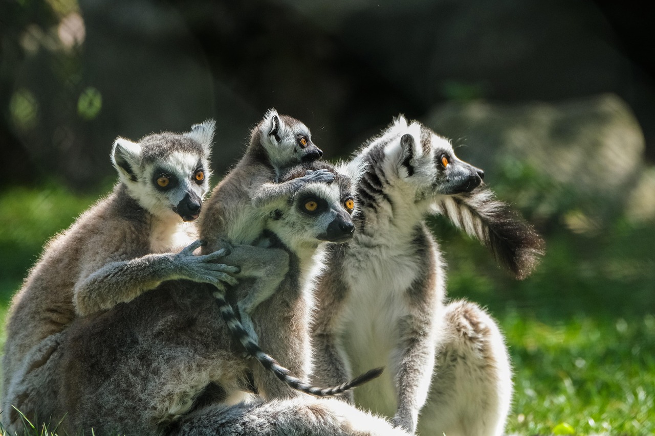 A group of ring-tailed lemurs sitting on grass in a woodland setting. A small juvenile is sat on the shoulders of one of the adults, holding onto the  adults head with its hands for support.
