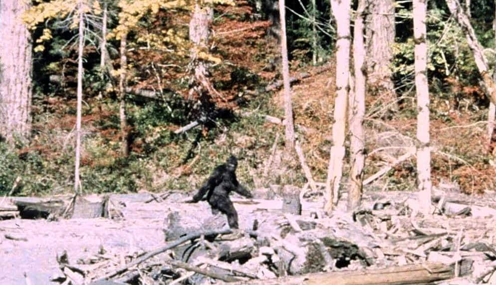 A grainy colour photograph of a forested area on a sunny day.
In the middle distance a bipedal figure is walking from left to right, while looking toward the camera.
The figure is entirely black and appears to be covered in long hair. Due to the graininess of the image and distance of the figure it is not possible to make out fine detail.