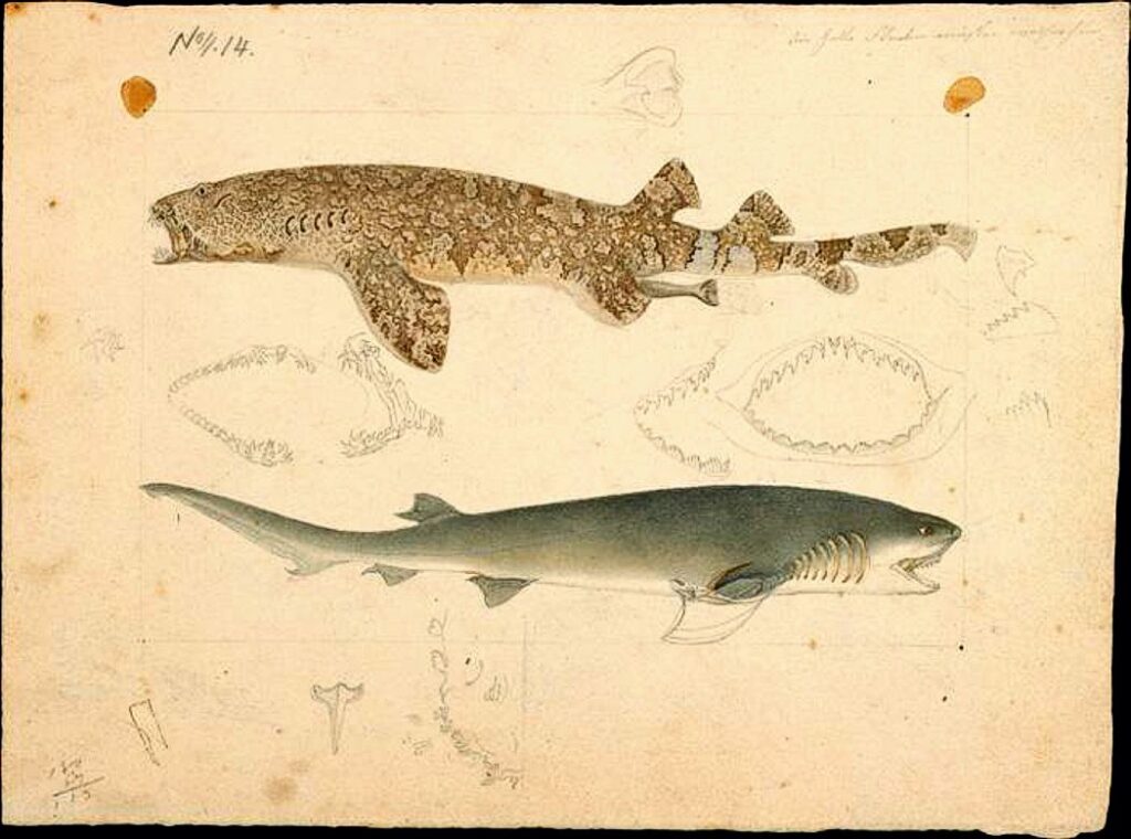 A coloured illustration on slightly yellowed old paper, showing two fish.
At top, facing left, is a side view of a fish with two dorsal fins set far back on the body and which has a mottled and banded brown and grey coloration.
Below this, facing right, is a shark with a single dorsal fin set far back on the body, and coloured dark grey on the back but a much paler grey or white belly.
Fainter pencil sketches of jaw bones are also on the paper.