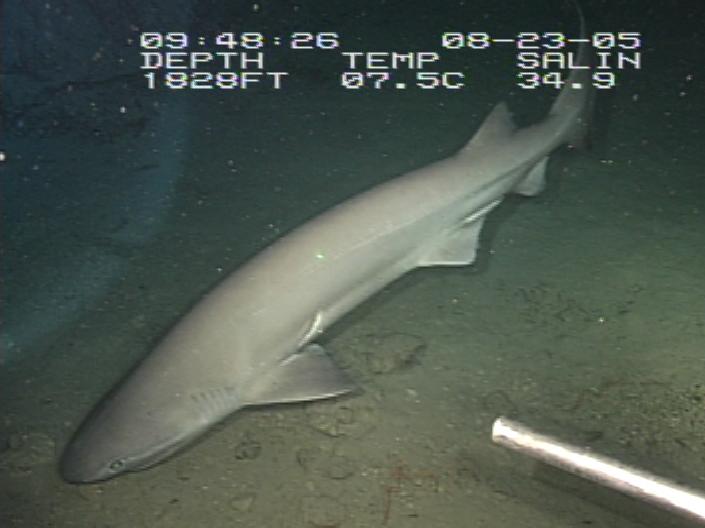 A colour underwater photograph taken from a submersible, showing a shark just above the sandy seabed. The shark is grey, and thin and elongated. The dorsal fin is situated very far back, only just forward of the tail fin.
Overlaid text shows date and time ("09:48:26 08-23-05"), depth ("1828 feet"), temperature ("7.5C") and salinity ("34.9")