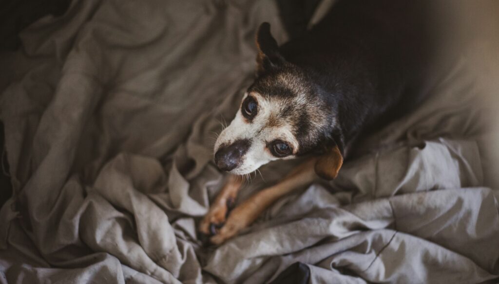 A short-haired and greying old, small (possibly chihuahua-mix) dog lays on a ruffled up bed cover, looking up at the camera directly above it