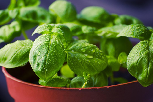 Photograph of basil growing in a small plant pot, with drops of water on its leaves.
