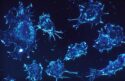 A microscope image of cells. Dark blue background, with lighter blue irregularly-shaped blobs with internal details.