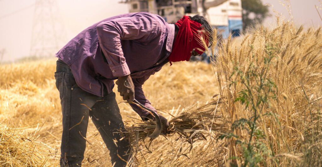 A labourer in India bends forward holding a hand-scythe, harvesting ears of wheat. The flattened stalks around them show this is an ongoing process. They wear a red bandana wrapped around their face and head to keep out dust. Wearing a purple long-sleeve shirt and jeans, they work in front of large machinery in the background