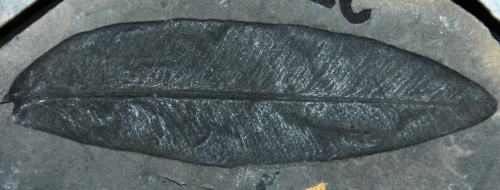 Photograph of a grey stone fossil of a long slender leaf.
