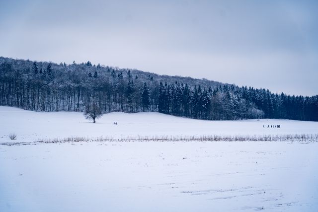 Photograph outside on a winter day. The ground is covered in snow under a grey sky. A forest of snow-dusted trees is in the middle distance.