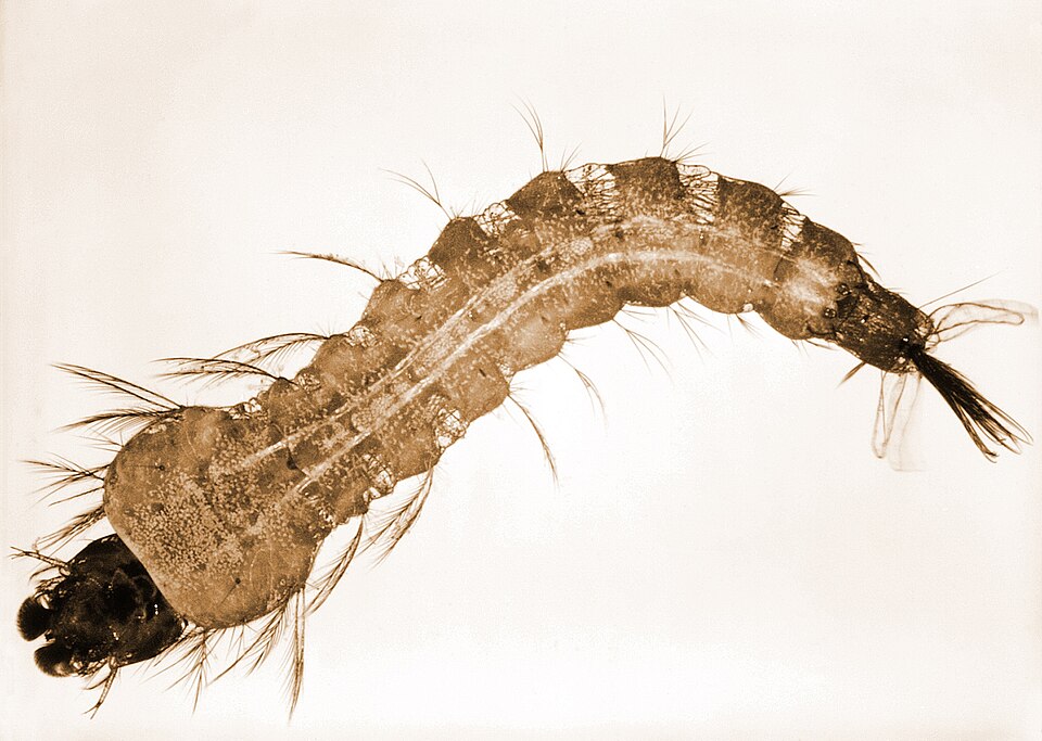 Photograph under great magnification of an insect larva, with a long tapering segmented body and many short thin leg-like appendages.