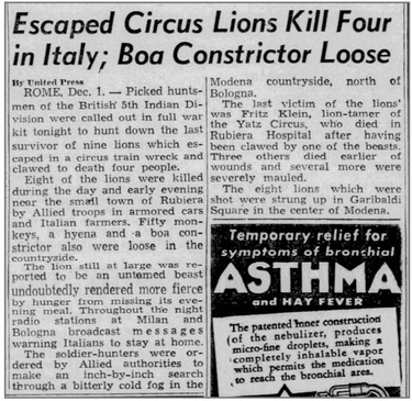 Newspaper clipping headlined "Escaped Circus Lions Kill Four in Italy; Boa Constrictor Loose"
By United Press.
ROME, Dec 1. Picked huntsmen of the British 5th Indian Division were called out in full war kit tonight to hunt down the last survivor of nine lions which escaped in a circus train wreck and clawed to death four people.
Eight of the lions were killed during the day and early evening near the small town of Rubiera by Allied troops in armored cars and Italian farmers. Fifty monkeys, a hyena and a boa constrictor were loose in the countryside.
The lion still at large was reported to be an untamed beast undoubtedly rendered more fierce by hunger from missing its evening meal. Throughout the night radio stations at Milan and Bologna broadcast messages warning Italians to stay at home.
The soldier hunters were ordered by Allied authorities to make an inch-by-inch search through a bitterly cold fog in the Moderna countryside, north of Bologna.
The first victim of the lions was Fritz Klein, lion-tamer of the Yatz Circus, who died in Rubiera Hospital after having been clawed by one of the beasts. Three others died earlier of wounds and several more were severely mauled.
The eight lions which were shot were strung up in Garibaldi Square in the center of Moderna.