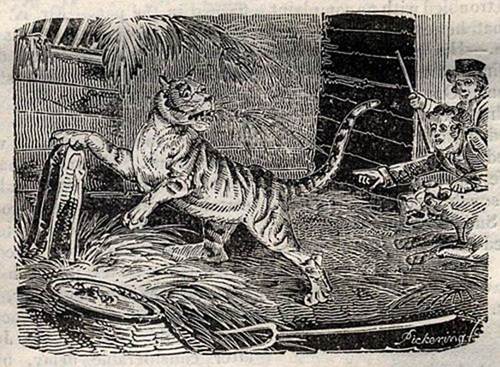 A possibly Victorian newspaper printed illustration.
A tiger with a distressed look on its face runs from two men and a dog. One of the men is carrying a stick.